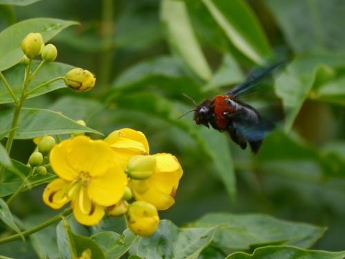Big Red Large Carpenter Bee photographed in Rwanda