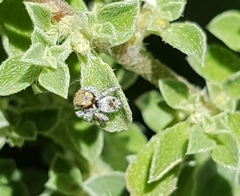 Maratus albus