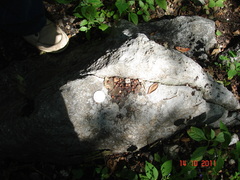Bassariscus