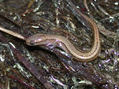 Eurycea chamberlaini