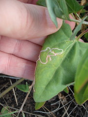 Liriomyza chenopodii