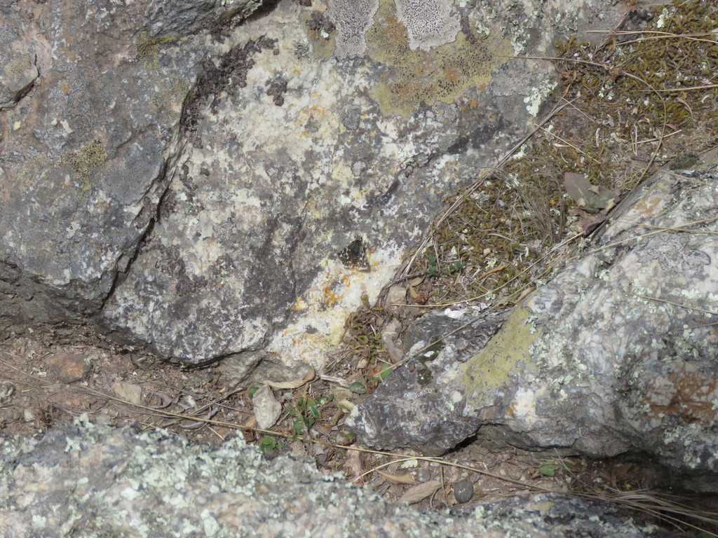 Pyrgus bocchoris