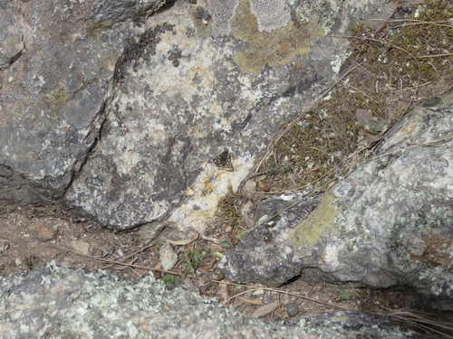 Pyrgus bocchoris