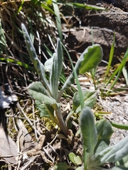 Senecio gunnii