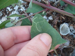 Liriomyza chenopodii