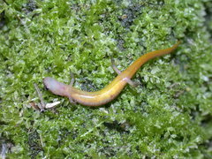 Eurycea chamberlaini