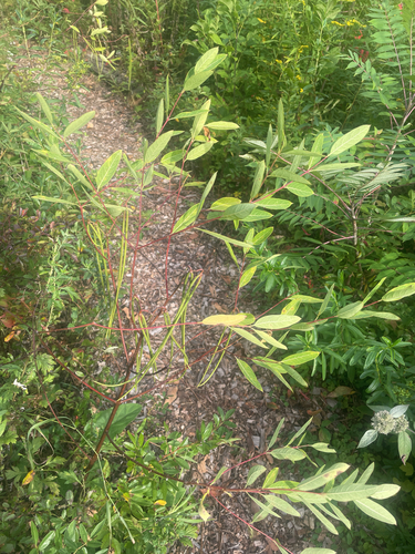 hemp dogbane