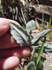 Senecio gunnii