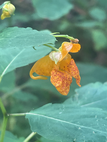 common jewelweed