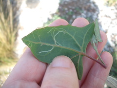 Liriomyza chenopodii