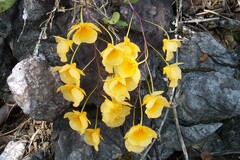 Dendrobium lindleyi, photograph author not stated, no rights reserved