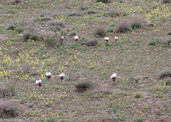 Iris iberica elegantissima