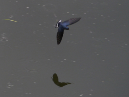 Hirundo angolensis
