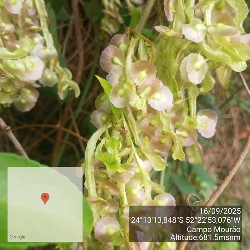 Anchietea pyrifolia, photograph 5