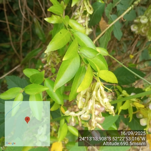 Anchietea pyrifolia, photograph 6