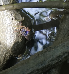 Parasesarma indiarum