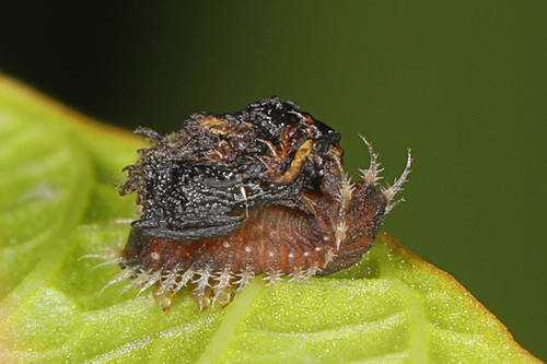 Thistle Tortoise Beetle photo 6
