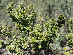 Prostanthera cuneata