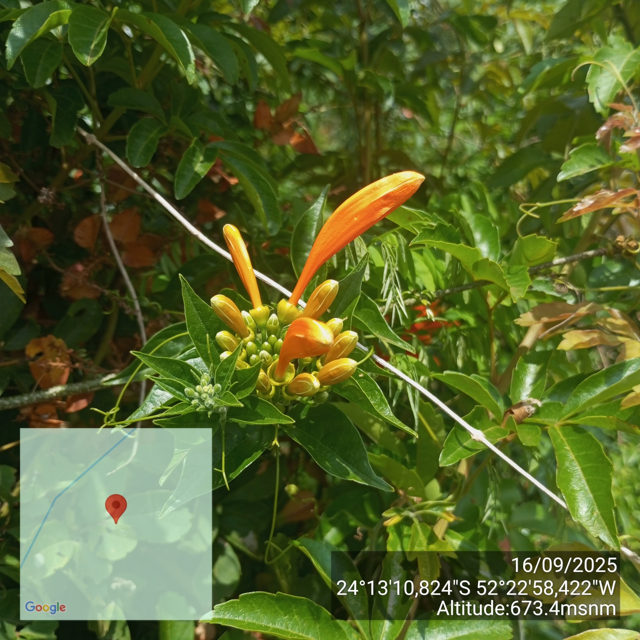 Pyrostegia venusta
