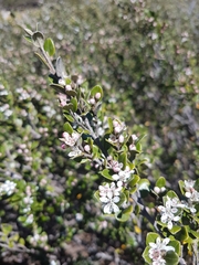 Nematolepis ovatifolia