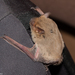 Kuhl's Pipistrelle - Photo (c) Arnold Wijker, some rights reserved (CC BY-NC), uploaded by Arnold Wijker