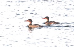 Mergus serrator