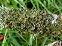 Melanohalea exasperata