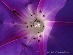 Ipomoea stans