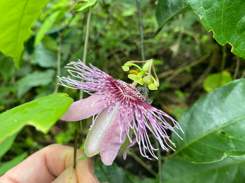 Passiflora oerstedii, photograph 3
