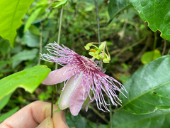 Passiflora oerstedii, photograph (c) Pat Hall, some rights reserved (CC BY)