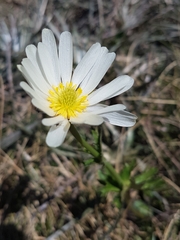 Ranunculus anemoneus