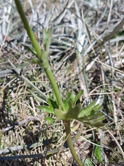 Ranunculus anemoneus