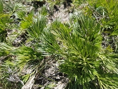 Aciphylla glacialis