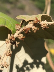 Mallotus paniculatus formosanus