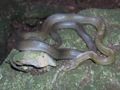 Senticolis triaspis intermedia