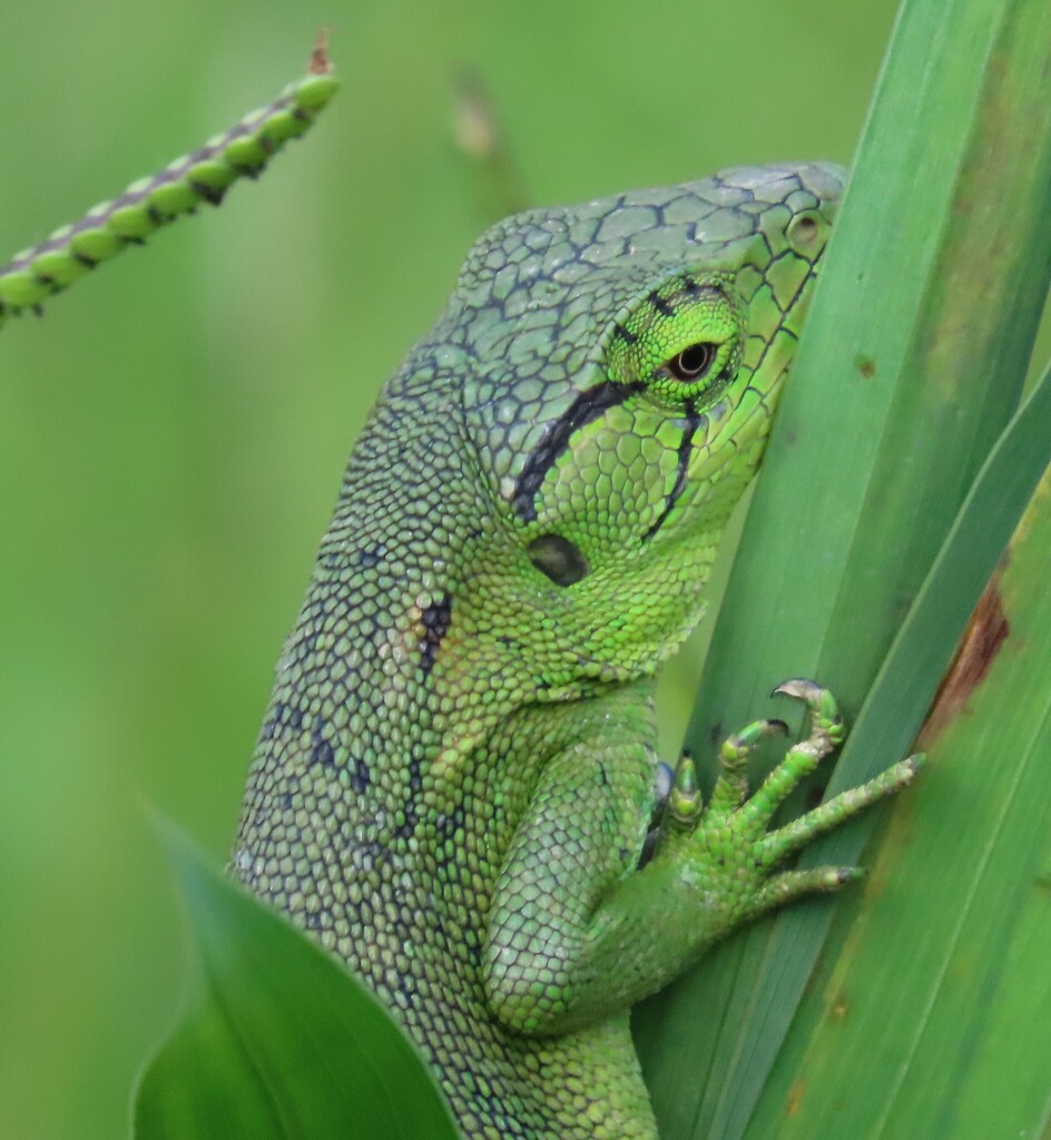 Audubon's Monkey Lizard