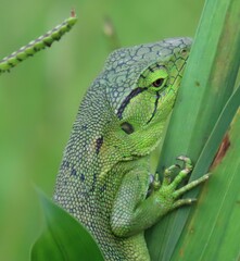 Audubon's Monkey Lizard photo 1