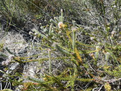 Serruria trilopha