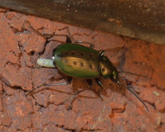 Agonum octopunctatum