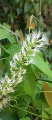 Inga marginata, photograph (c) Paulo C. O. Cunha, some rights reserved (CC BY)