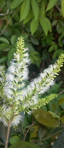 Inga marginata, photograph 5