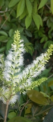 Inga marginata, photograph (c) Paulo C. O. Cunha, some rights reserved (CC BY)