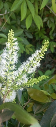 Inga marginata, photograph 6