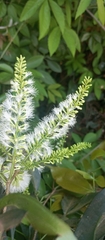 Inga marginata, photograph (c) Paulo C. O. Cunha, some rights reserved (CC BY)
