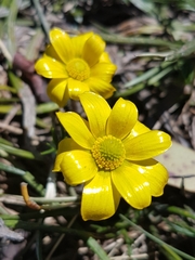 Ranunculus gunnianus