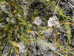 Serruria trilopha