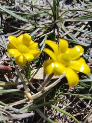 Ranunculus gunnianus