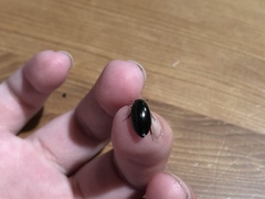 Sternolophus rufipes