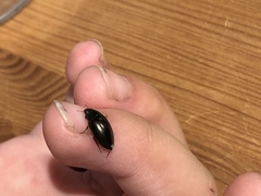 Sternolophus rufipes