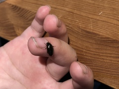 Sternolophus rufipes